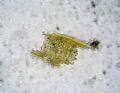 Bacillaria paxillifer